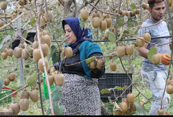ممنوعیت صادرات کیوی