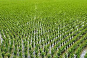 آمادگی اتاق اهواز جهت تامین شلتوک برنج