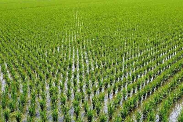 آمادگی اتاق اهواز جهت تامین شلتوک برنج